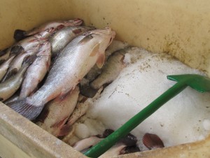 NIle Perch