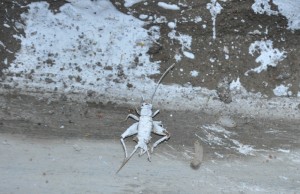 Blog-May10-whiteCricket