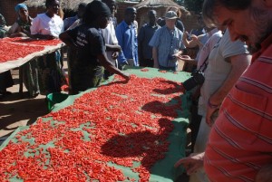 Blog-May8-Chilies