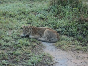 Safari Baby Lion
