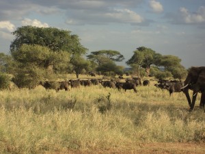 Safari Cape Buffalo