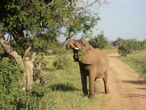 Safari Elephant