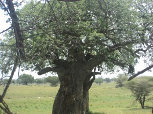 Safari Leopard